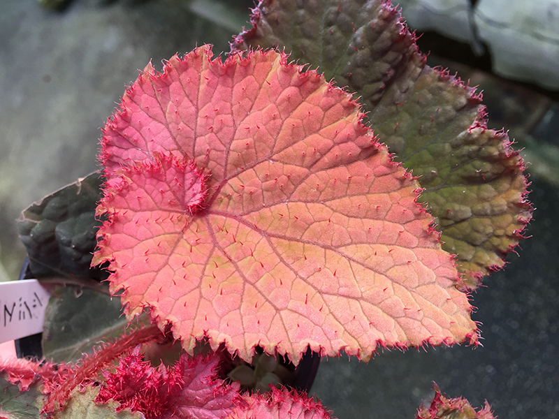 Begonia sp. Julauベゴニア ジュラウ濃色❣️原種ベゴニア B 専用